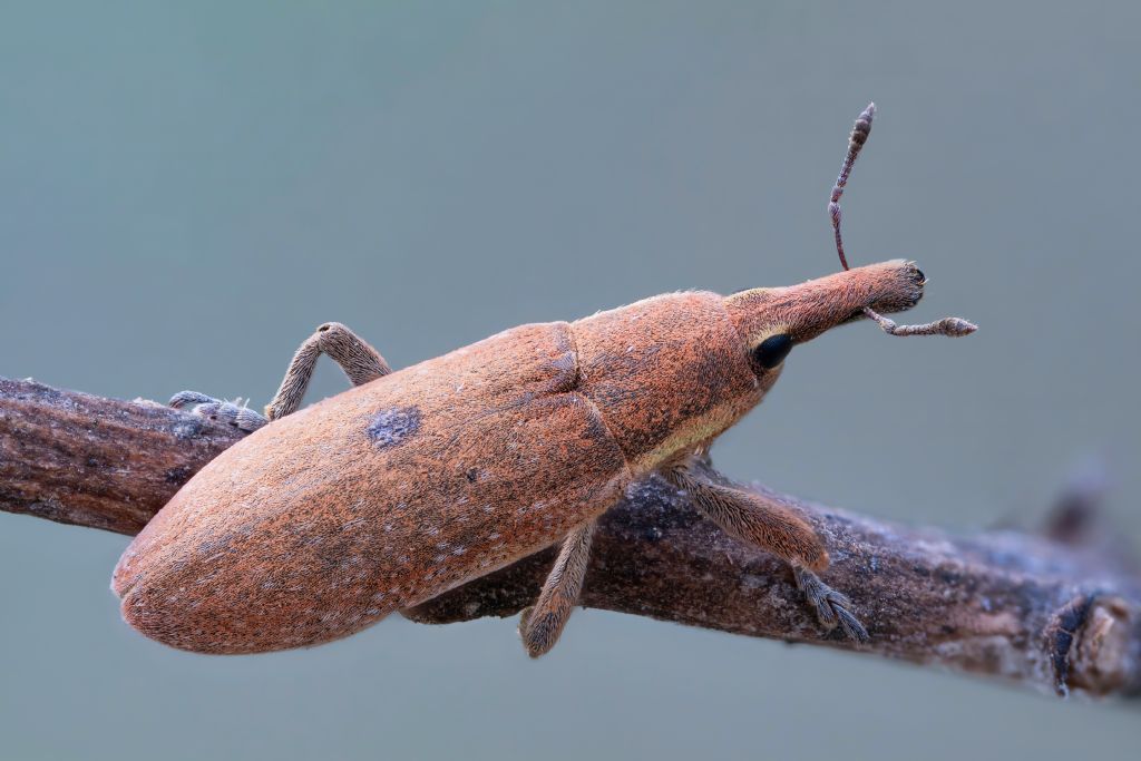 Curculionidae - Lixus sp.